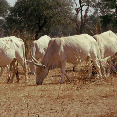 Impressionen vom Senegal