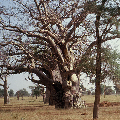 Impressionen vom Senegal